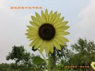 ���ֹ�,ʯ��ׯ�󷨵��ӹ�ףʦ�������(25��)