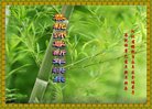 ���ֹ�,�ӱ��󷨵��ӹ�ףʦ�������(19��)