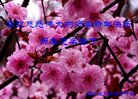 ���ֹ�,ʯ��ׯ�󷨵��ӹ�ףʦ�������(21��)