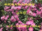 ���ֹ�,�����󷨵��ӹ�ףʦ�������(20��)