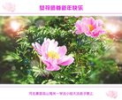 ���ֹ�,�ػʵ��󷨵��ӹ�ףʦ�������(21��)