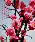���ֹ�,�ӱ��󷨵��ӹ�ףʦ�������(19��)