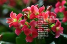 ���ֹ�,ʯ��ׯ�󷨵��ӹ�ףʦ�������(30��)