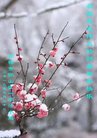 ���ֹ�,�ӱ��󷨵��ӹ�ףʦ�������(20��)
