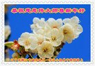 ���ֹ�,�����󷨵��ӹ�ףʦ�������(19��)
