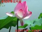 ���ֹ�,�����󷨵��ӹ�ףʦ�������(20��)