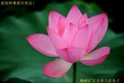 ���ֹ�,�ӱ��󷨵��ӹ�ףʦ�������(22��)