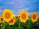 ���ֹ�,�����󷨵��ӹ�ףʦ�������(23��)