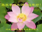���ֹ�,ʯ��ׯ�󷨵��ӹ�ףʦ�������(25��)