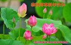 ���ֹ�,�ӱ��󷨵��ӹ�ףʦ�������(26��)