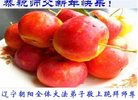 ���ֹ�,�����д󷨵��ӹ�ףʦ�������(22��)