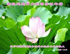 ���ֹ�,�����󷨵��ӹ�ףʦ�������(19��)