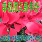 ���ֹ�,�����󷨵��ӹ�ףʦ�������(21��)