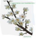 ���ֹ�,�����󷨵��ӹ�ףʦ�������(25��)