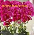 ���ֹ�,�ൺ�󷨵��ӹ�ףʦ�������(24��)