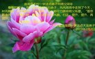 ���ֹ�,�ӱ��󷨵��ӹ�ףʦ�������(20��)