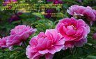 ���ֹ�,�ӱ��󷨵��ӹ�ףʦ�������(20��)