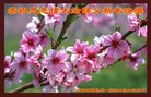 ���ֹ�,ʯ��ׯ�󷨵��ӹ�ףʦ�������(26��)