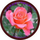 ���ֹ�,ʯ��ׯ�󷨵��ӹ�ףʦ�������(27��)