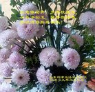 ���ֹ�,ɽ���󷨵��ӹ�ףʦ�������(26��)