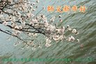 ���ֹ�,����ŦԼ�����󷨵��ӹ�ףʦ�������(34��)