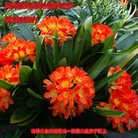 Published on 1/26/2017 ���ֹ�,��½�󷨵��ӹ�ףʦ�������(26��)