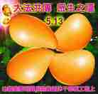 Published on 5/13/2011 ���ֹ�,���������˹������־��ʦ�ٳ� - ���ִ�������
