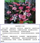 ���ֹ�,�����󷨵��Ӻ�ʦ�𻪵��߷��ִ��գ�176�أ� - ���ִ�������
