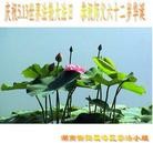 Published on 5/13/2013 ���ֹ�,��½�󷨵��ӹ���ʦ�𻪵��߷��ִ���(32��)
