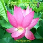 Published on 5/13/2013 ���ֹ�,��½�󷨵��ӹ���ʦ�𻪵��߷��ִ���(83��)
