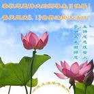 Published on 5/13/2013 ���ֹ�,��½�󷨵��ӹ���ʦ�𻪵��߷��ִ���(32��)
