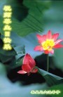 ���ֹ�,�ػʵ��󷨵��ӹ��ش󷨺鴫��ʮ��������ʦ�𻪵�(22��)
