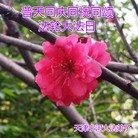 ���ֹ�,���󷨵��ӹ���ʦ�𻪵��ߴ󷨺鴫��ʮ������(19��)
