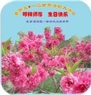 ���ֹ�,�����󷨵��ӹ���ʦ�𻪵��ߴ󷨺鴫��ʮ������(24��)
