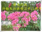 ���ֹ�,��ľ˹�󷨵��ӹ���ʦ�𻪵��ߴ󷨺鴫��ʮ������(19��)
