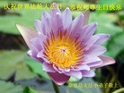 ���ֹ�,С���ӹ���ʦ�𻪵��ߴ󷨺鴫��ʮ������(19��)
