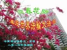 ���ֹ�,�������󷨵��ӹ���ʦ�𻪵��ߴ󷨺鴫��ʮ������(21��)
