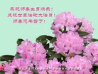 ���ֹ�,�������󷨵��ӹ���ʦ�𻪵��ߴ󷨺鴫��ʮ������(23��)

