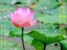 ���ֹ�,�������󷨵��ӹ���ʦ�𻪵��ߴ󷨺鴫��ʮ������(17��)

