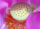 ���ֹ�,ʯ��ׯ�󷨵��ӹ��ش󷨺鴫��ʮ��������ʦ�𻪵�(27��)
