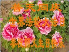 ���ֹ�,ʯ��ׯ�󷨵��ӹ������編�ִ�����ʦ�𻪵�(29��)

