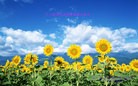 ���ֹ�,�����󷨵��ӹ������編�ִ�����ʦ�𻪵�(26��)
