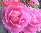 ���ֹ�,ʯ��ׯ�󷨵��ӹ������編�ִ�����ʦ�𻪵�(24��)
