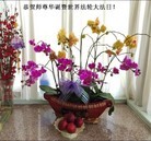 ���ֹ�,ɽ���󷨵��ӹ������編�ִ�����ʦ�𻪵�(28��)
