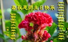 ���ֹ�,�ӱ��󷨵��ӹ���ʦ�𻪵��ߴ󷨺鴫��ʮ������(21��)
