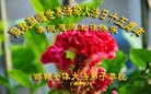 ���ֹ�,�ӱ��󷨵��ӹ���ʦ�𻪵��ߴ󷨺鴫��ʮ������(21��)
