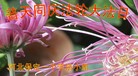 ���ֹ�,�����󷨵��ӹ���ʦ�𻪵��ߴ󷨺鴫��ʮ������(24��)
