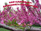 ���ֹ�,�ӱ��󷨵��ӹ���ʦ�𻪵��ߴ󷨺鴫��ʮ������(19��)
