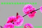 ���ֹ�,�������󷨵��ӹ���ʦ�𻪵��ߴ󷨺鴫��ʮ������(21��)
