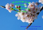 ���ֹ�,�������󷨵��ӹ���ʦ�𻪵��ߴ󷨺鴫��ʮ������(25��)
